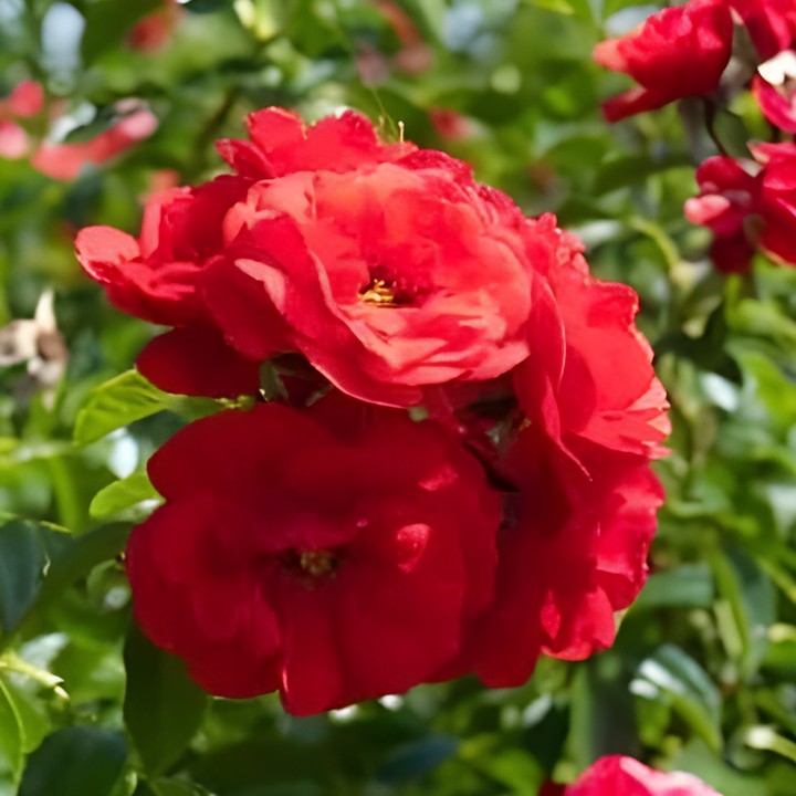 Роза почвопокровная Скарлет Мейяндекор