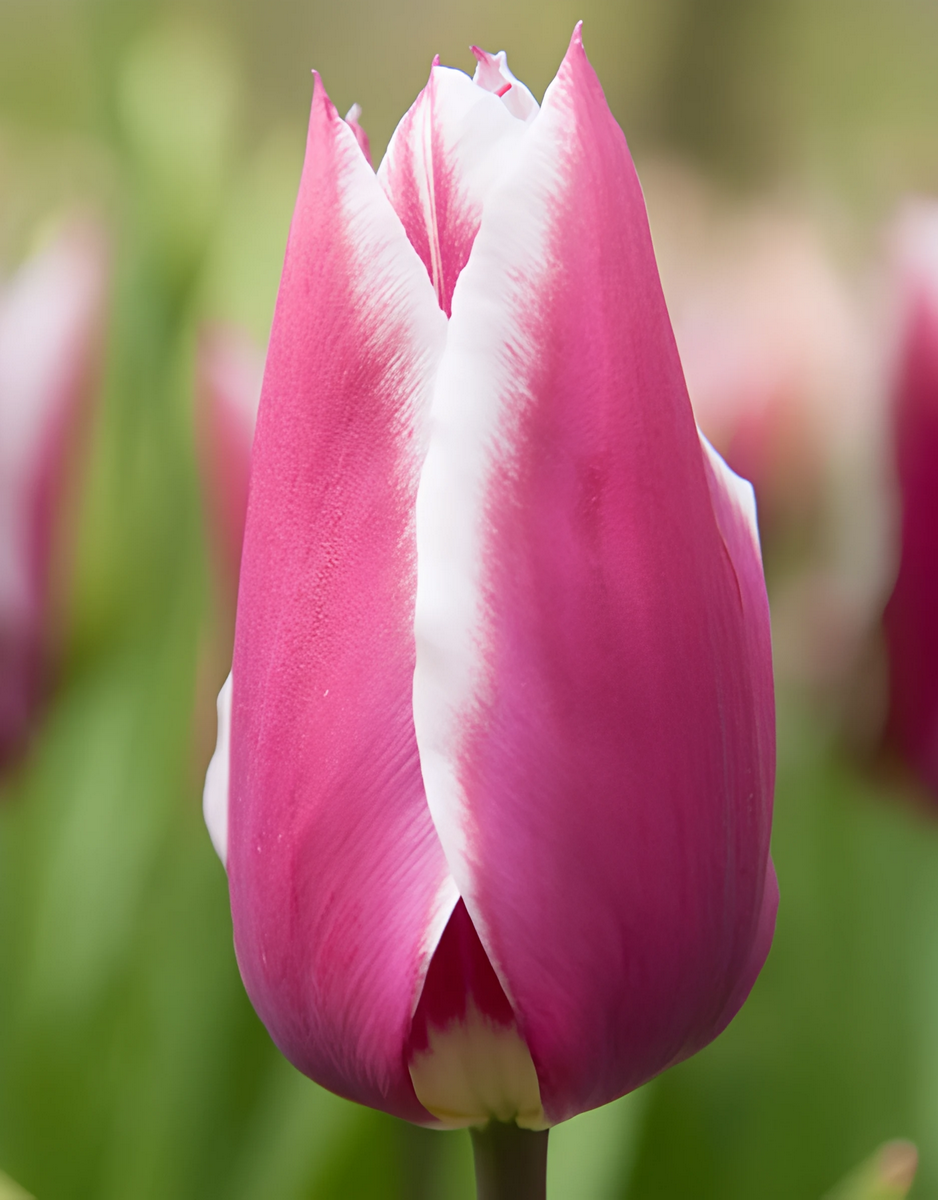 Тюльпан лилиецветный Клавдия, 11/12, 1 шт.