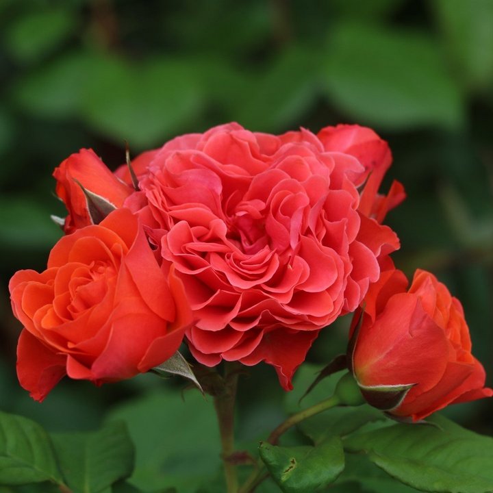 Роза флорибунда Леди оф Белград/ЦКорЛюкс