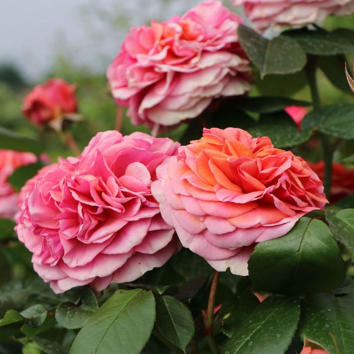 Роза парковая Чиппендейл