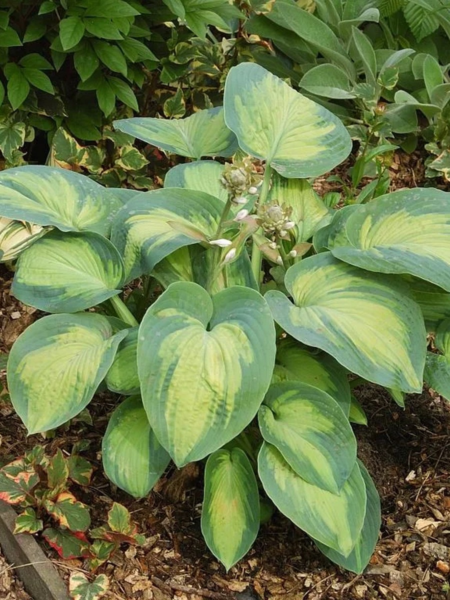 Хоста Супер Нова, 1 шт.