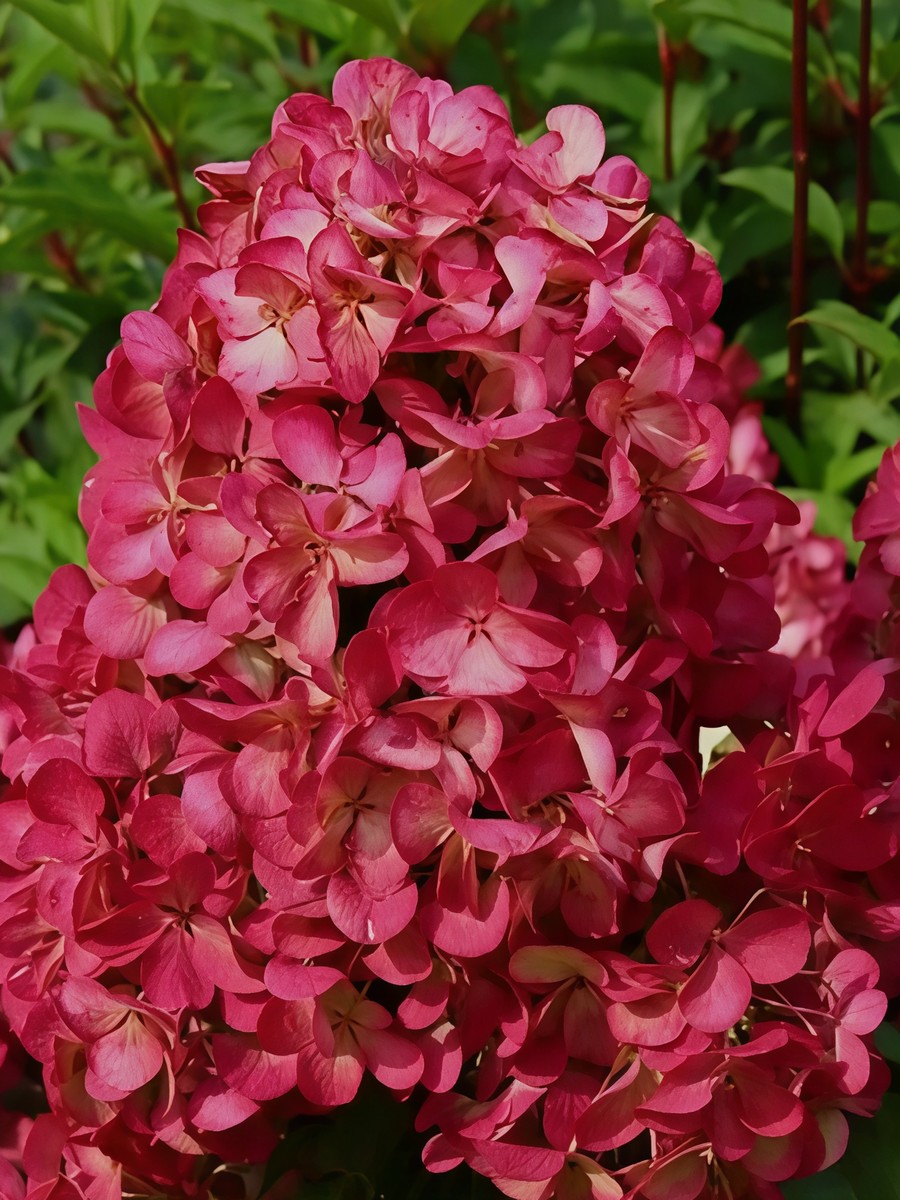 Гортензия метельчатая Индиан Саммэ/ЦКорЛюкс