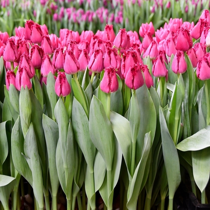 Тюльпан бахромчатый Сан Кристина, 12/+, 1 шт.