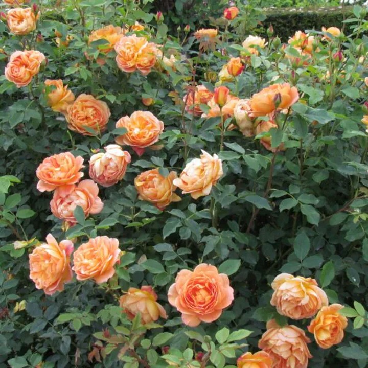 Роза английская парковая Леди оф Шалот 