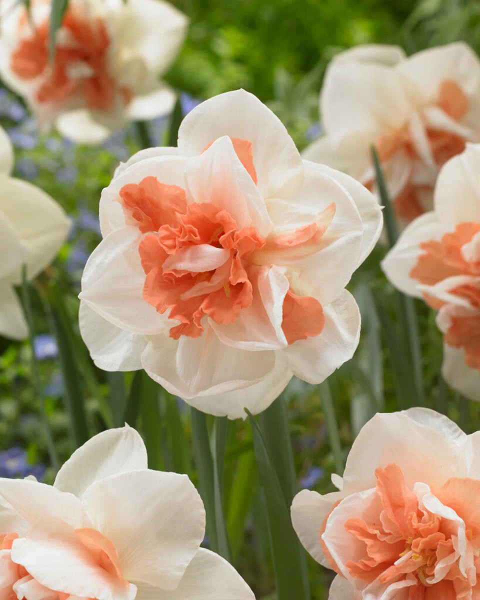 Нарцисс махровый Май Стори, 12/14, 1 шт.