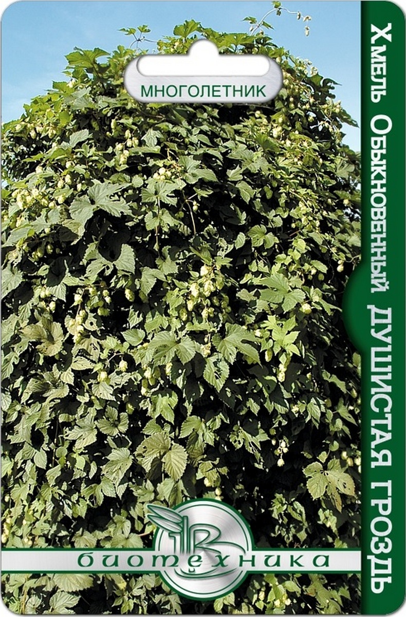Хмель обыкновенный Душистая гроздь, 30 шт. Биотехника