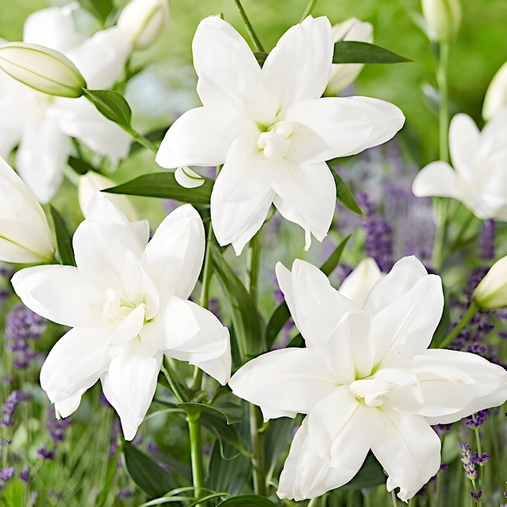 Лилия восточная махровая Лотус Пьюр, 16/18, для выгонки, 1 шт.