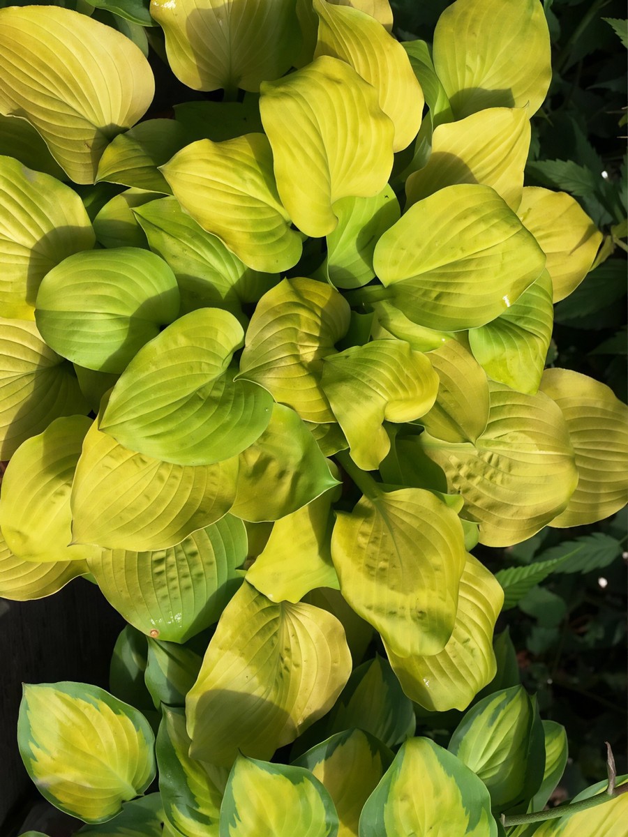 Хоста Банана Кид, 1 шт.