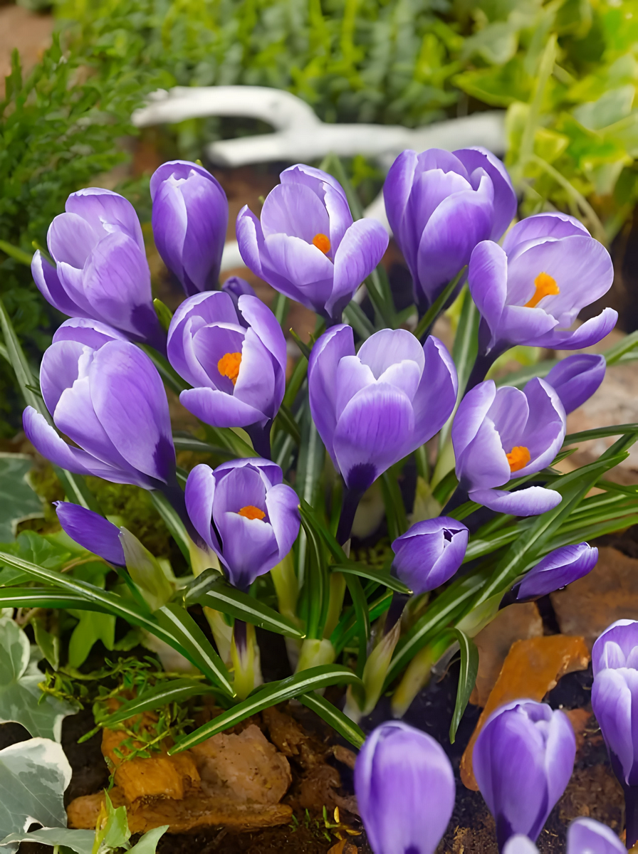 Крокус крупноцветковый Гранд Мэтр, 7/8, 1 шт.