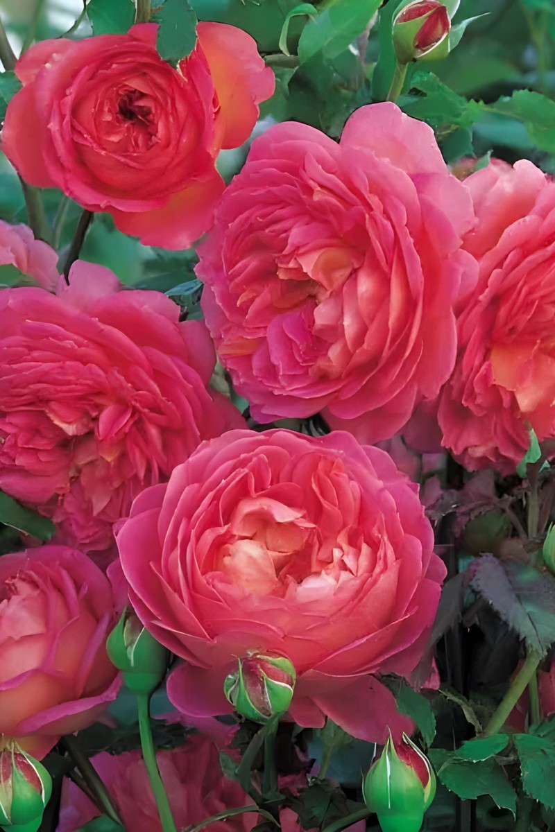 Роза английская парковая Джубили Селебрейшен, 1 шт.