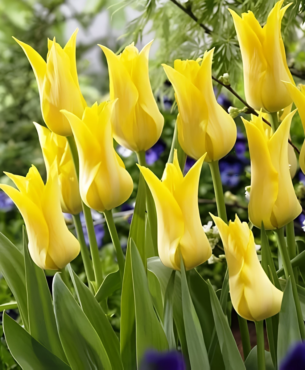 Тюльпан лилиецветный Баллада Голд, 11/12, 1 шт.