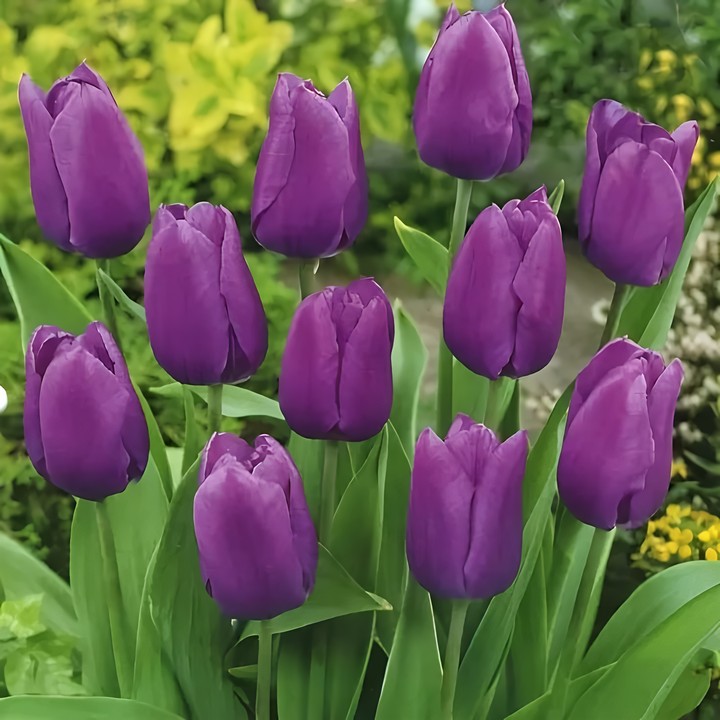 Тюльпан триумф Блю Риббон, 11/12, 1 шт.