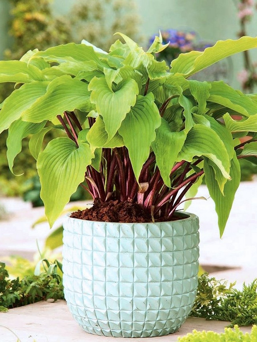 Хоста Гусберри Сандаэ, 1 шт.