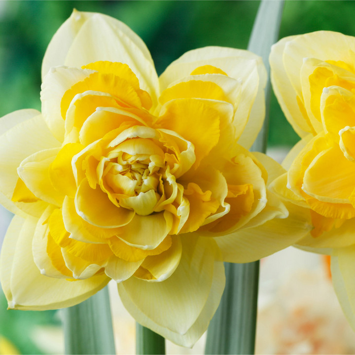 Нарцисс махровый Грейт Лип, 12/14, 1 шт.