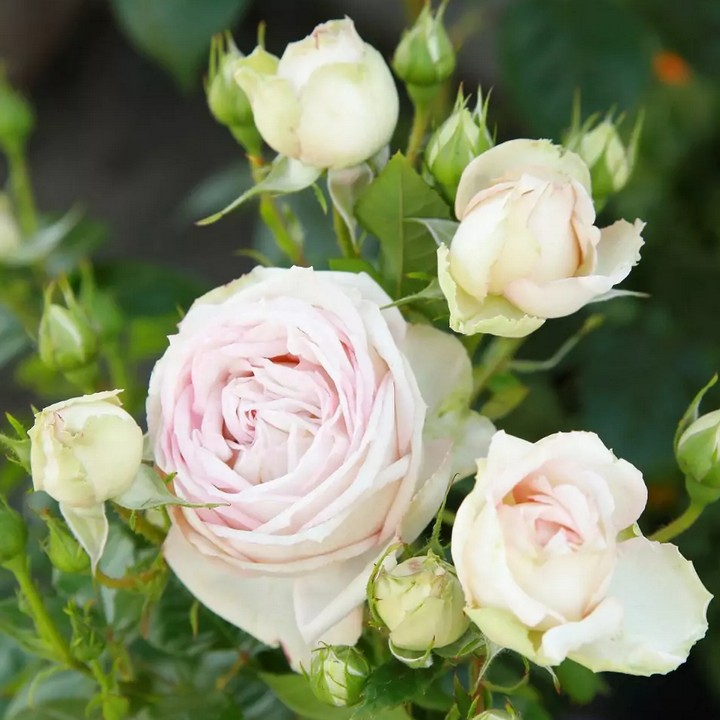 Роза чайно-гибридная Мадам Энизетт/ЦКор