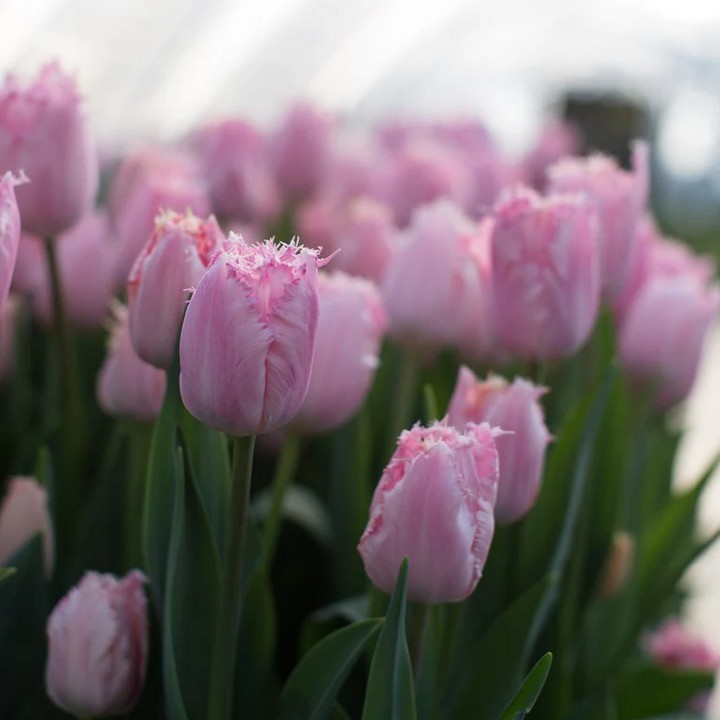Тюльпан бахромчатый Сантендер, 11/12, 1 шт.