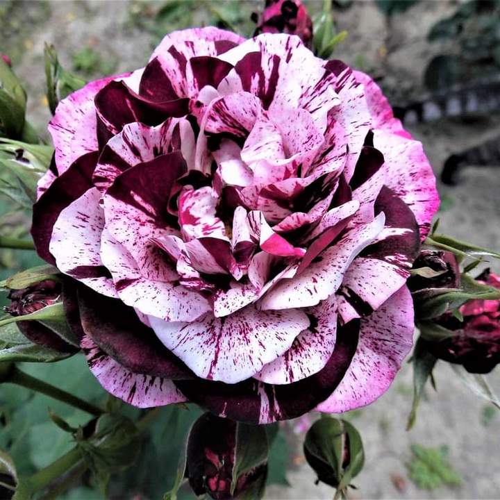 Роза флорибунда Нью Имэджин