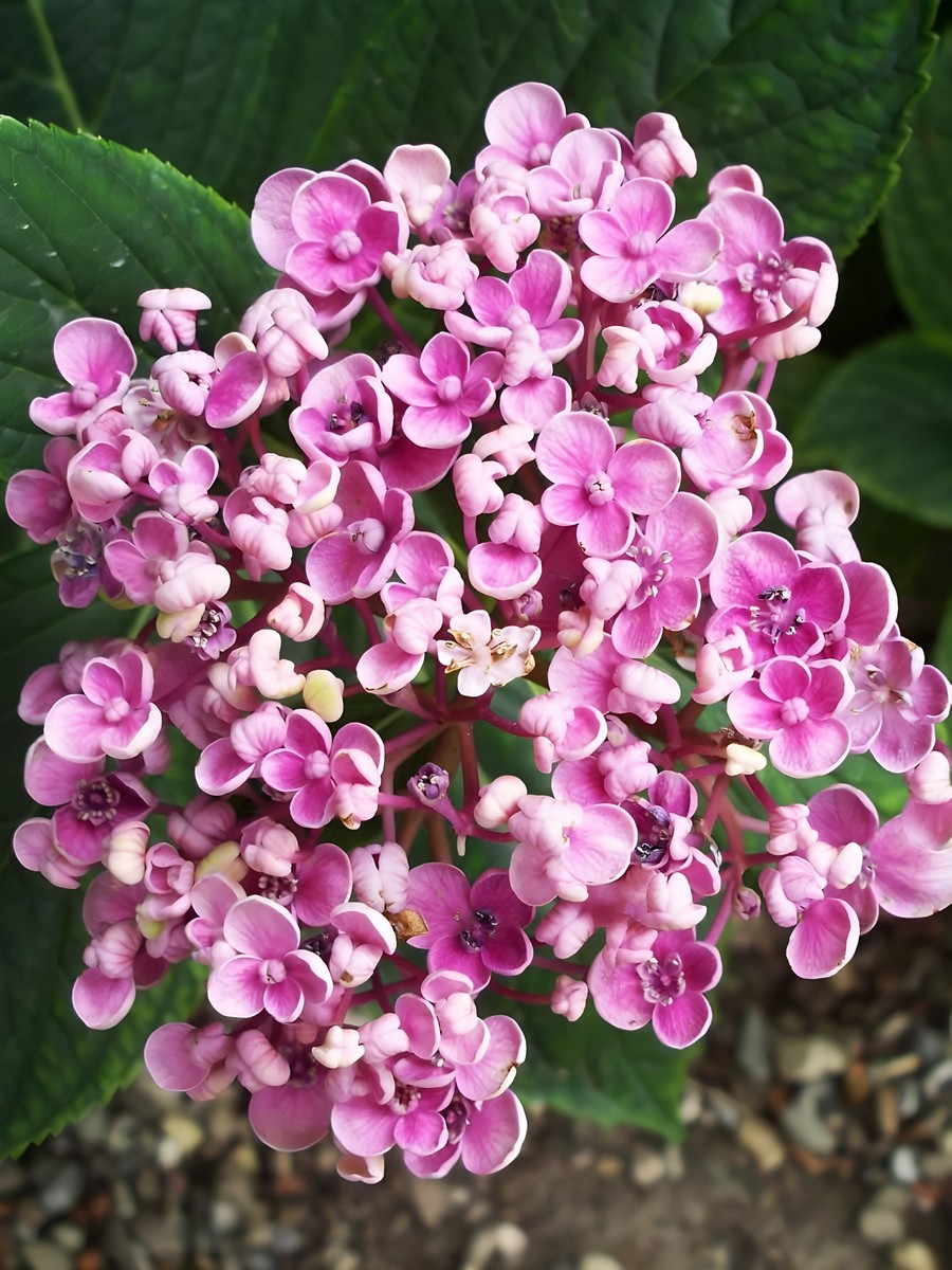 Гортензия крупнолистовая Аиша/ЦКор