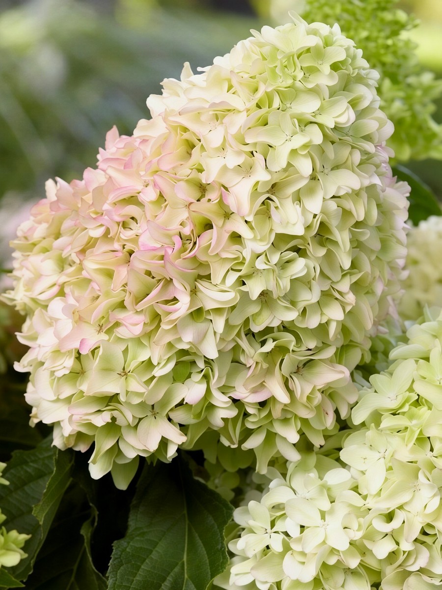 Гортензия метельчатая Литтл Фрайз