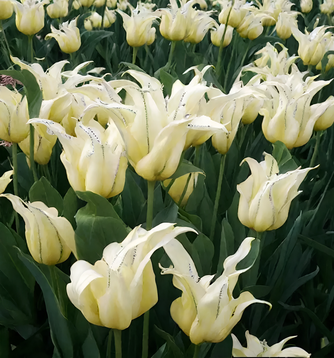 Тюльпан лилиецветный Грин триумфатор, 11/12, 1 шт.