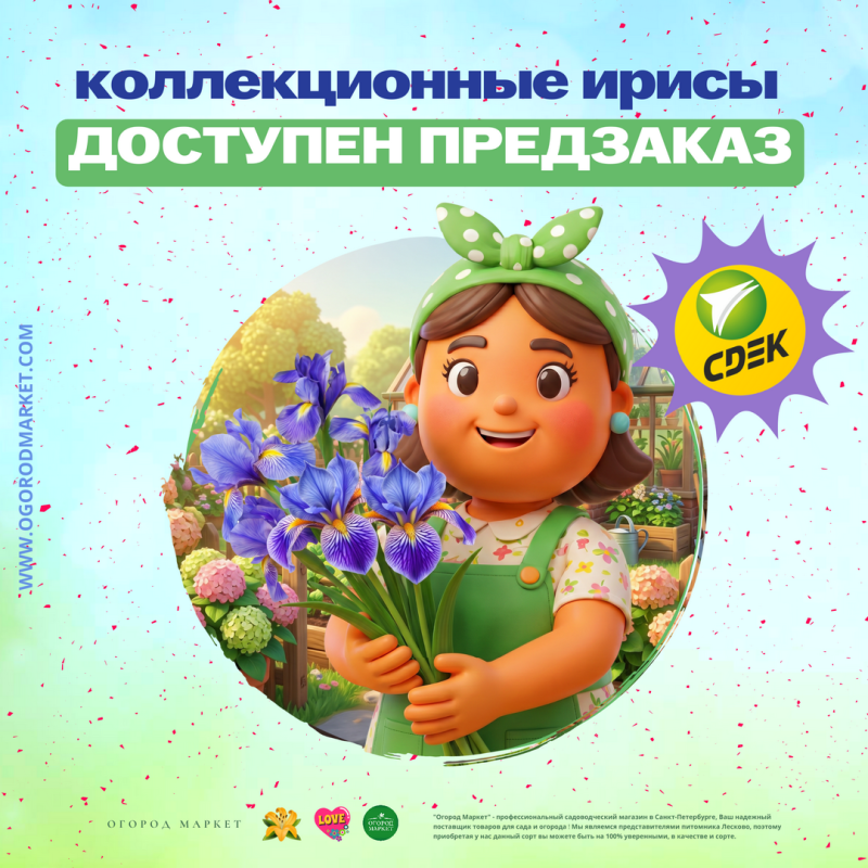 История на лепестках: коллекционные ирисы доступны для предзаказа