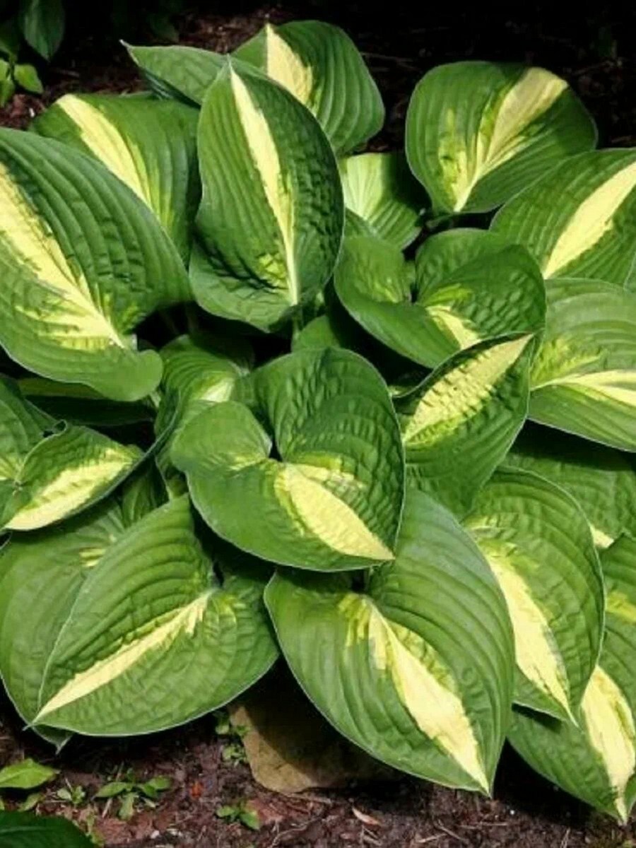 Хоста Анна Кульпа, 1 шт.