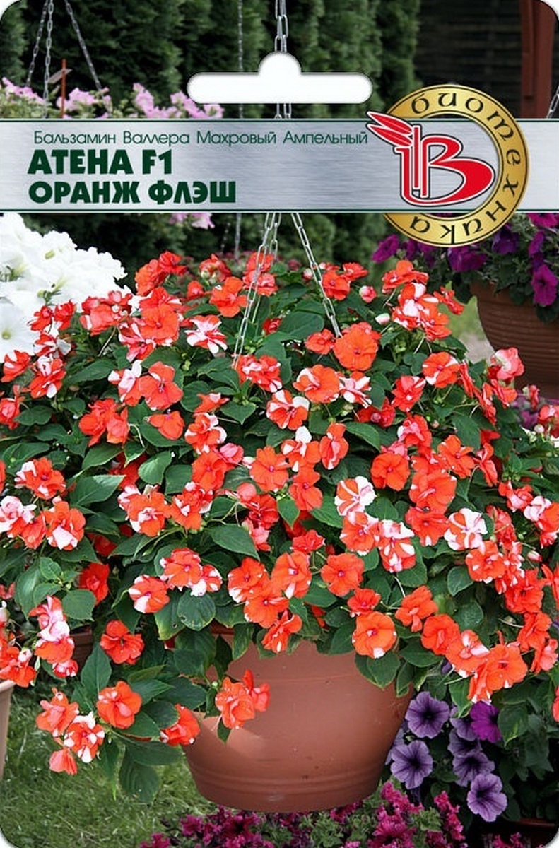 Бальзамин Валлера махровый ампельный Атена F1 Оранж Флеш, 8 шт. Биотехника