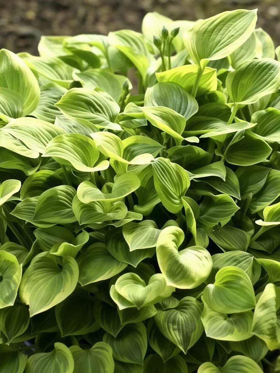 Хоста Голден Тиара, 1 шт.