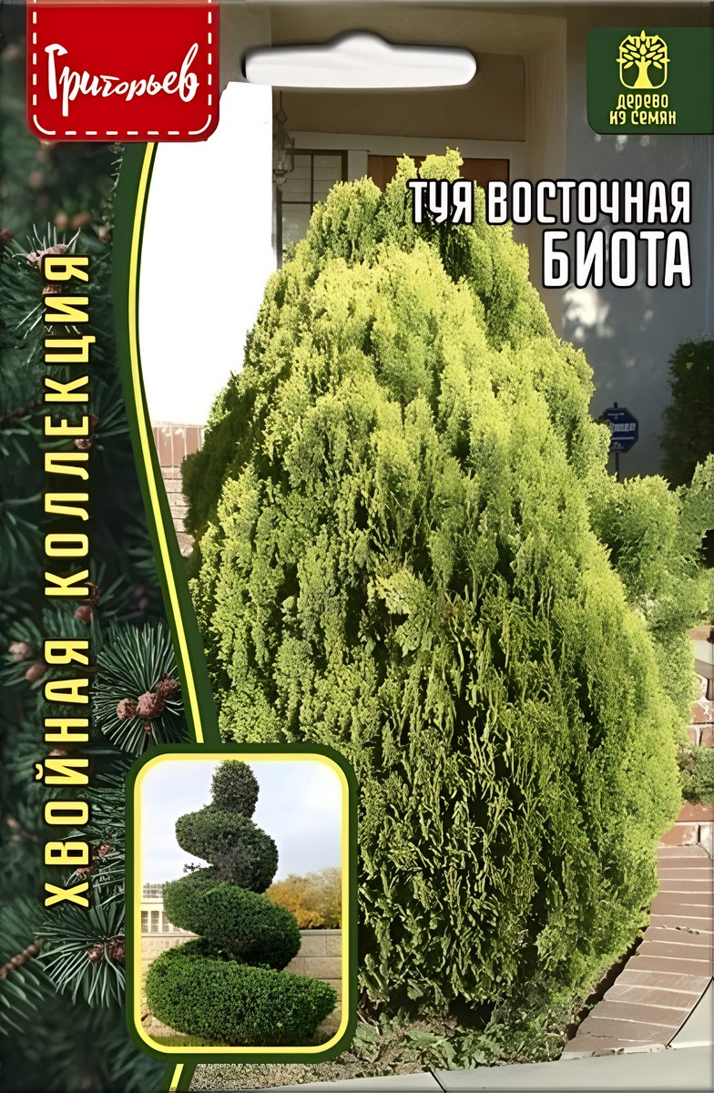 Туя Биота восточная, 30 шт.