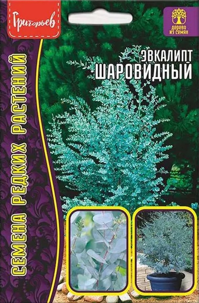 Эвкалипт Шаровидный, 10 шт.