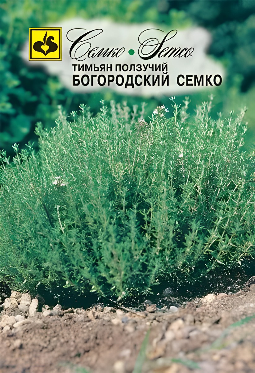 Тимьян ползучий Богородский Семко, 0,2 г