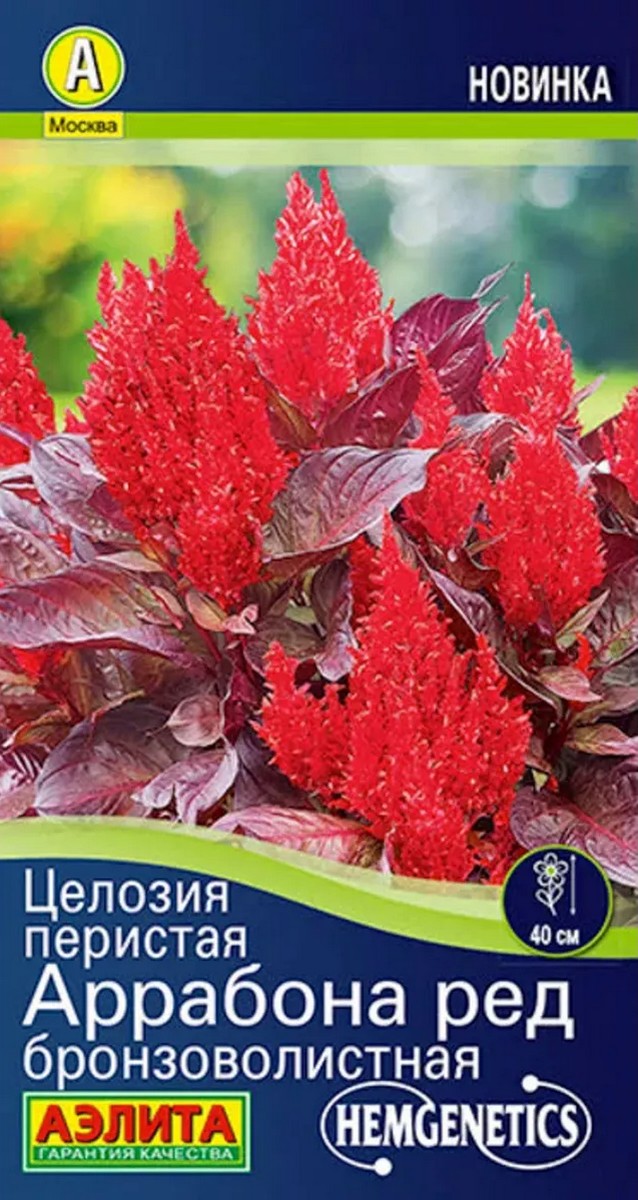 Целозия перистая Аррабона ред бронзоволистная, 7 шт.