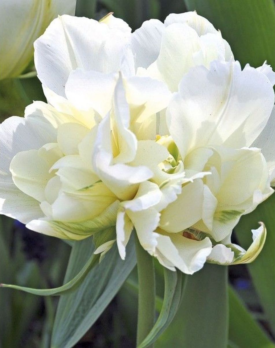 Тюльпан махровый поздний Уайт Хёрт, 11/12, 1 шт.