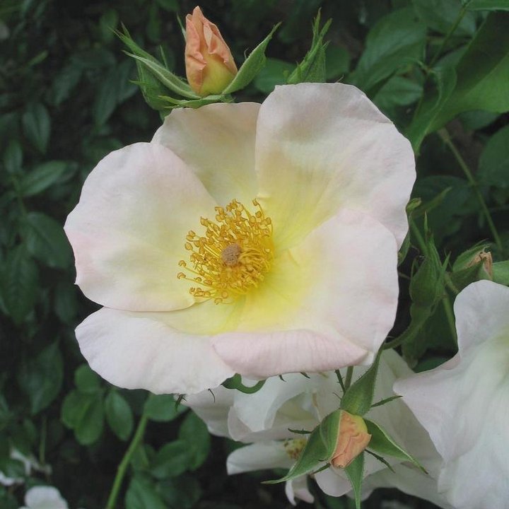 Роза мускусные гибриды Салли Холмс/ЦКор