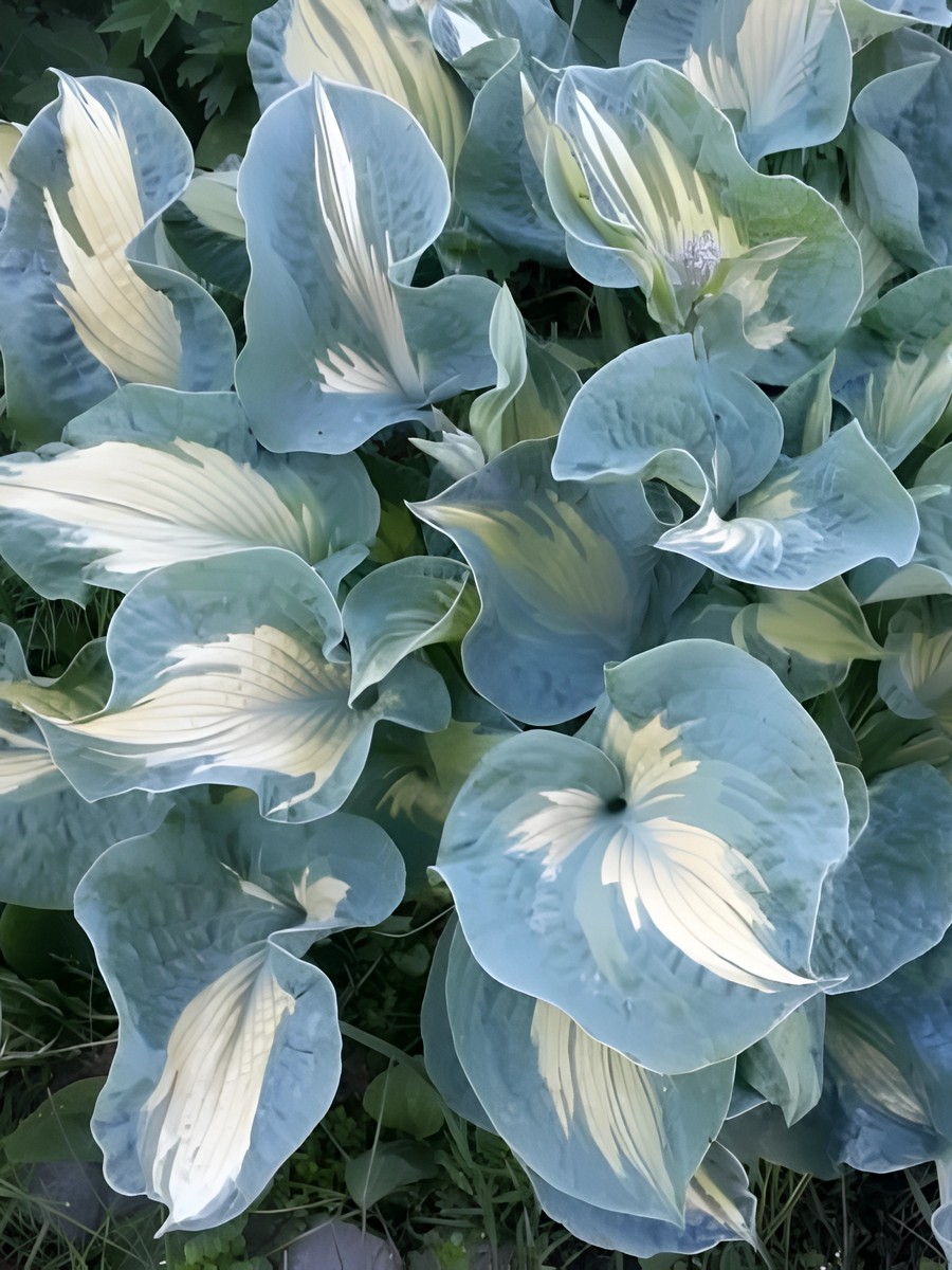 Хоста Голден Медоус, 1 шт.