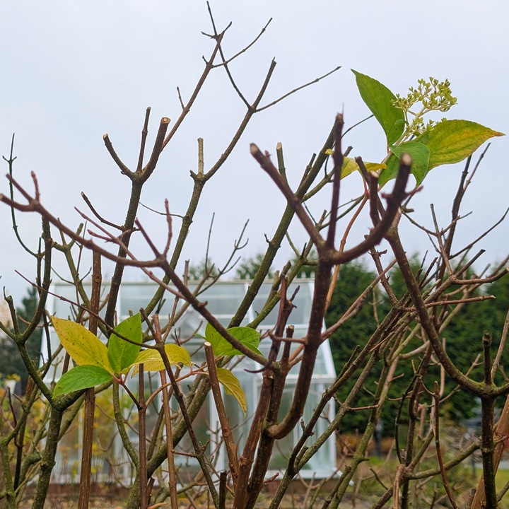 Когда и как правильно обрезать гортензию осенью, чтобы сохранить декоративность