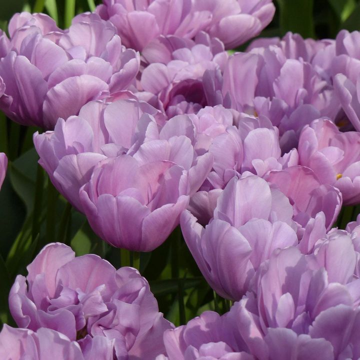 Тюльпан махровый ранний Кикстарт, 12/+, 1 шт.