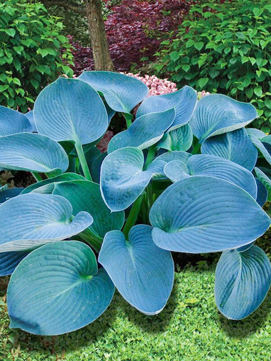 Хоста Бакшоу Блю, 1 шт.