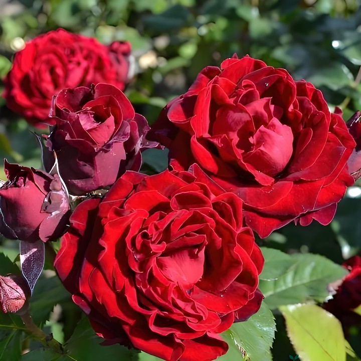 Роза спрей (миниатюрная) Таманго/ЦКор