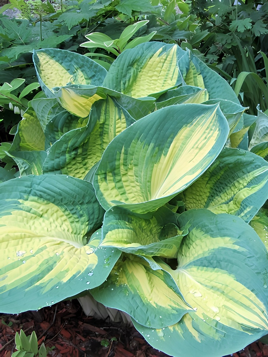 Хоста Дрим Уивер, 1 шт.