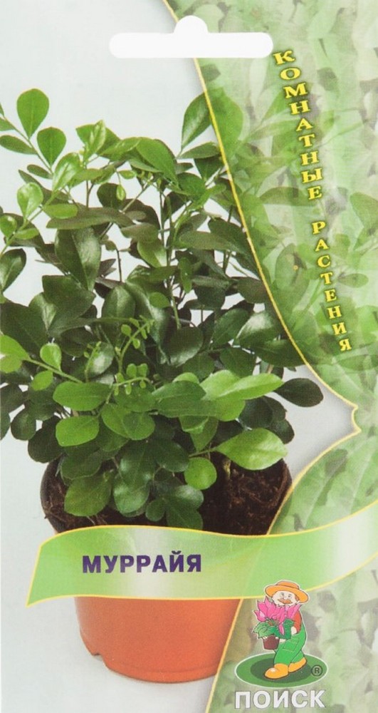 Муррайя, 5 шт. Комнатные растения