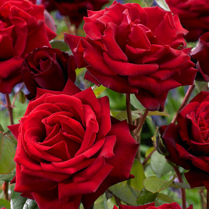 Роза чайно-гибридная Ингрид Бергман