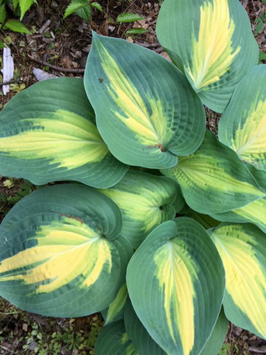 Хоста Смэш Хит, 1 шт.