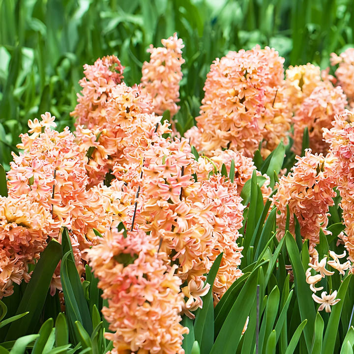 Гиацинт Одиссей, 1 шт.