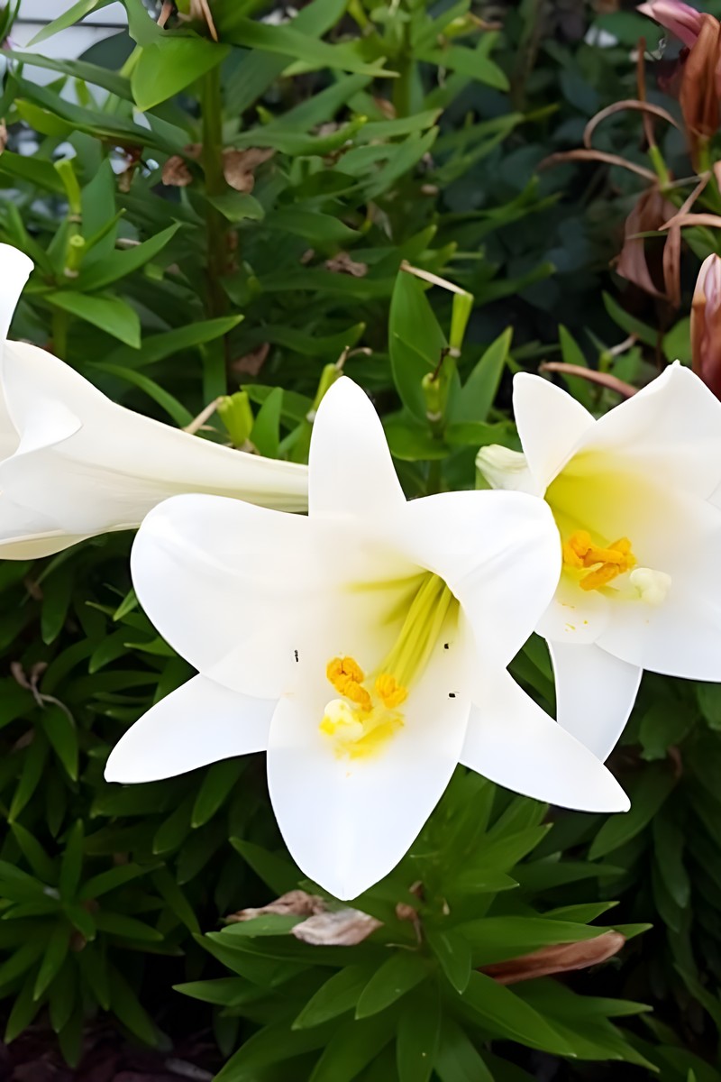 Лилия лонгифлорум Карпино, 12/14, 1 шт.