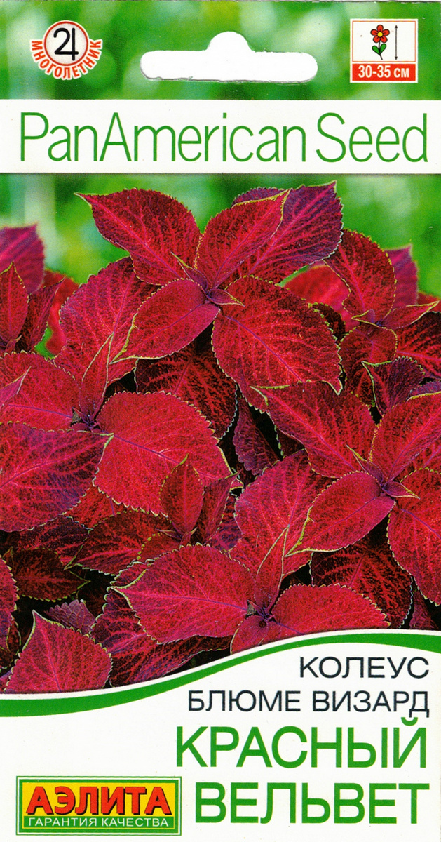 Колеус блюме Красный вельвет, 5 шт. 