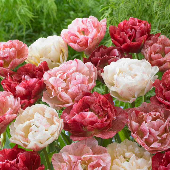 Тюльпан махровый супер Пептолк, 11/12, 1 шт.