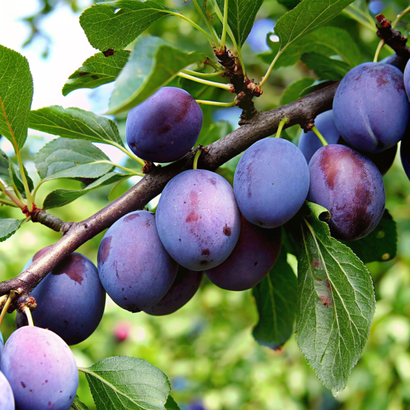 Что делать со сливовым деревом после сбора урожая