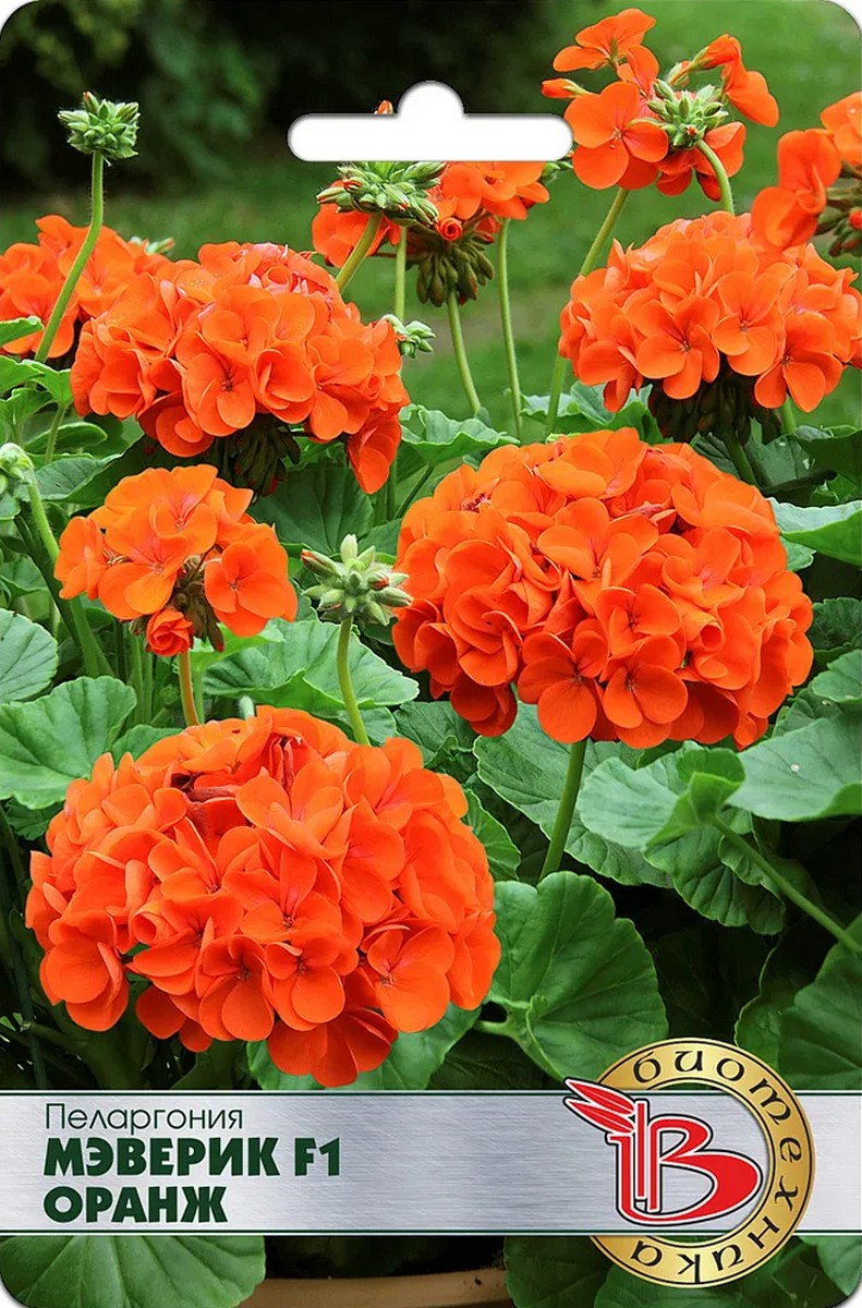 Пеларгония садовая Мэверик F1 Оранж, 5 шт. Биотехника