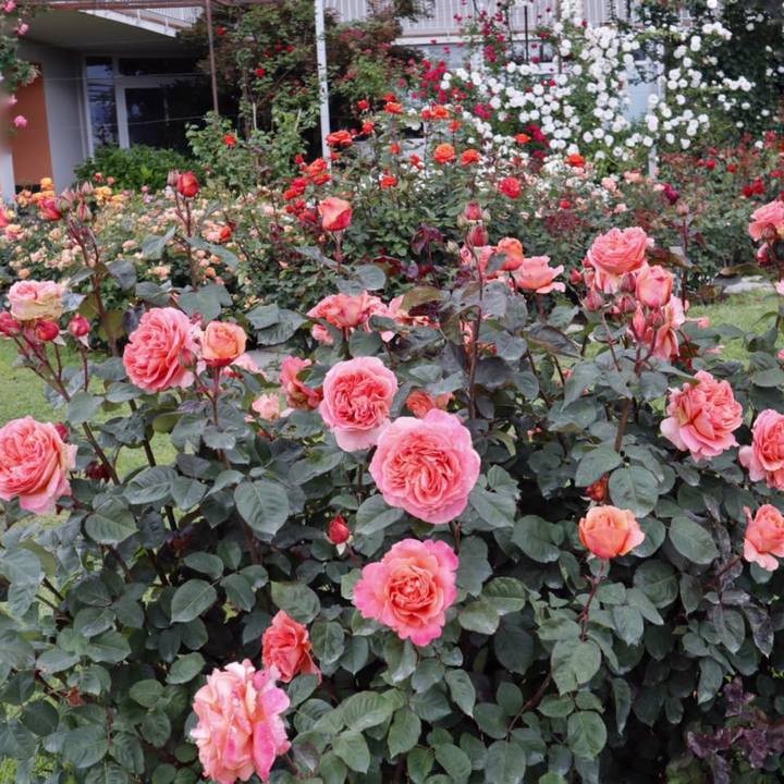 Роза чайно-гибридная Этруска/ЦКор